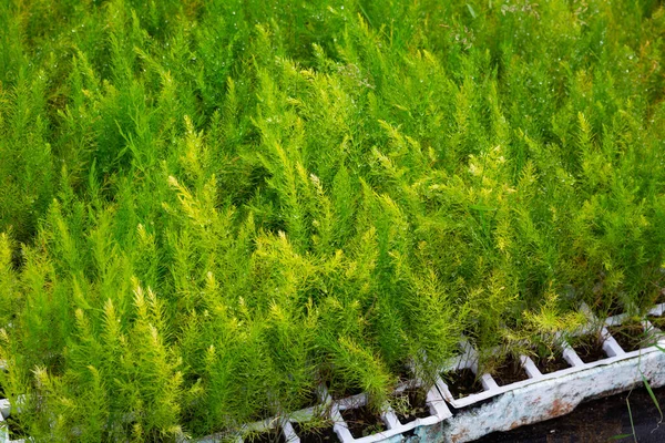 Plantas de mudas em vasos em estufa. Brotos planta verde e jardinagem em casa — Fotografia de Stock