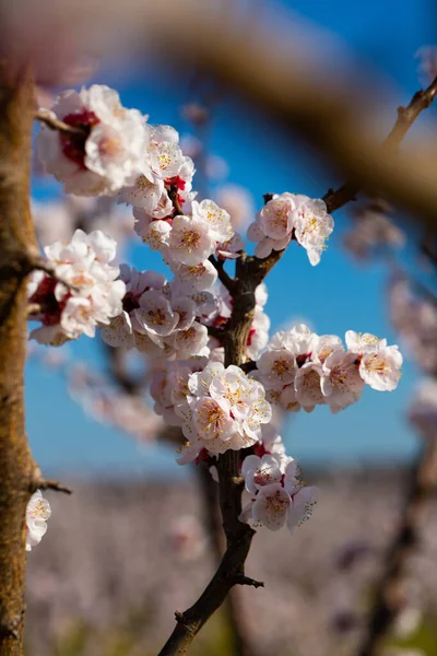Flowers on apricot tree branch — Stock Photo, Image