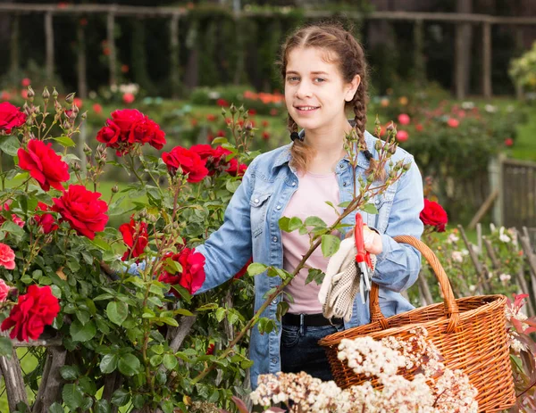 Adolescente che tiene un cesto e in piedi vicino alle rose in fiore — Foto Stock