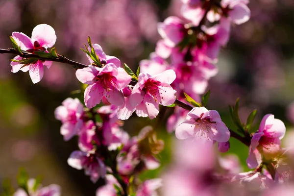 Blühende Pfirsichbäume Auf Dem Feld Sonnigem Tag — Stockfoto