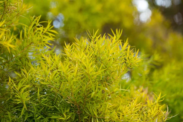 Flax Leaved Paperbark Melaleuca Tree Species Fragrant Leaves High Quality — Stock Photo, Image