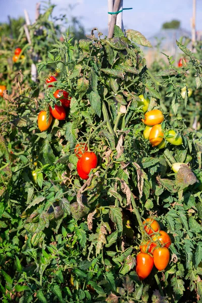 Tomates Cerises Mûres Rouges Poussent Sur Les Branches Sur Terrain — Photo