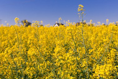 Image of yellow oilseed rape field at sunny day, landscape in Poland clipart
