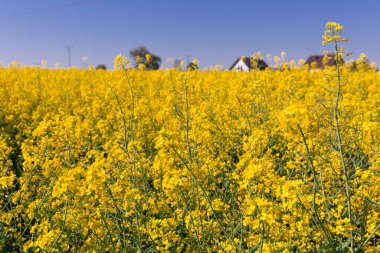 Image of yellow oilseed rape field at sunny day, landscape in Poland clipart