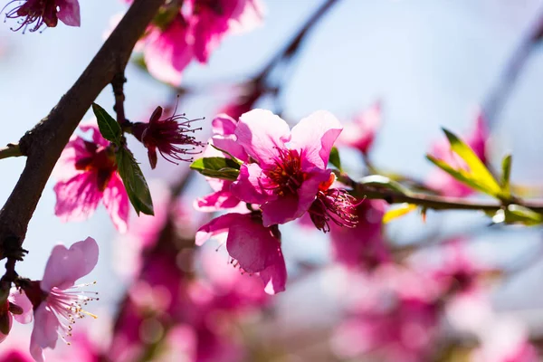 春のヨーロッパの畑や牧草地で桃の開花の終わり — ストック写真