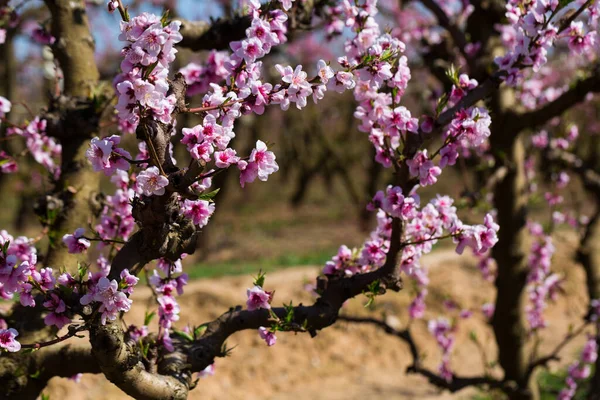 春にヨーロッパの牧草地で桃の木のクローズアップ開花 — ストック写真