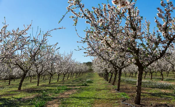 Flowering Plum Trees Spring Orchard Sunny Day — Stock Photo, Image