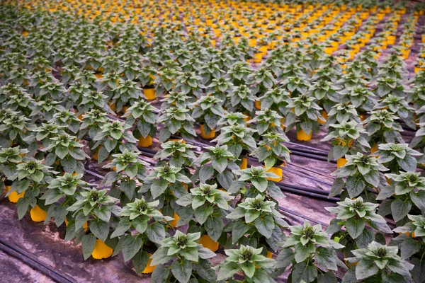 Belles Plantes Fleurs Hydrangée Cultivée Dans Une Serre Moderne Photo — Photo