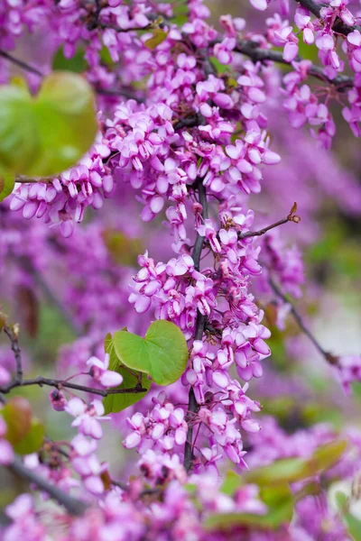 開花の終わりユダの木Cercis Silquastrum — ストック写真