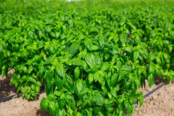 Closeup Fresh Green Bushes Organic Basil Growing Large Farm Field — Stock Photo, Image