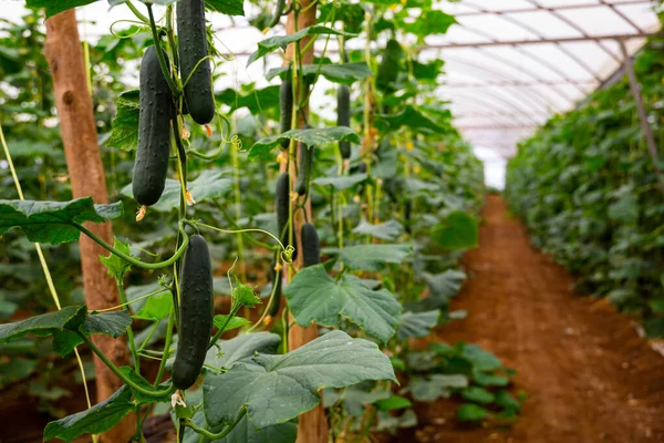 Jeunes Concombres Frais Accrochés Des Buissons Plantés Dans Une Serre — Photo