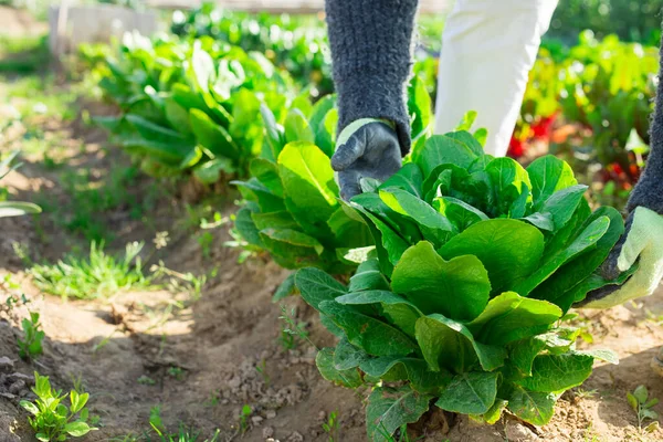 Bosjes Spinazie Kweken Bedden Moestuin — Stockfoto