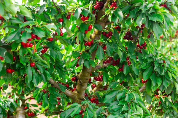 Closeup Green Branches Sweet Cherry Tree Ripe Fleshy Berries Garden — Stock Photo, Image