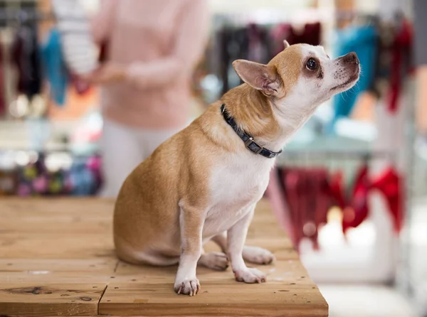 Portrait of cute dog near different variation of goods for animals in pet store