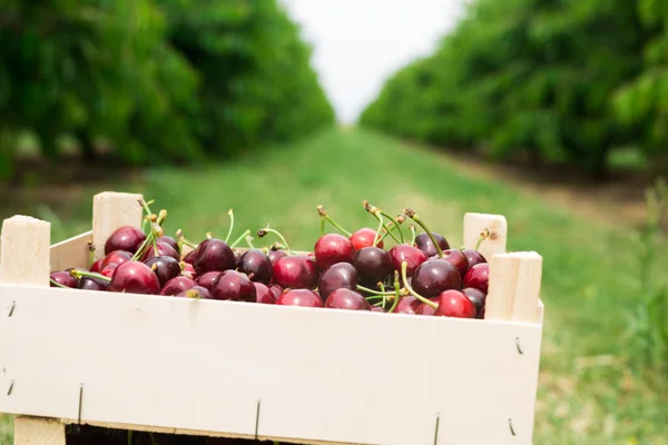 Crate Full Freshly Picked Red Sweet Cherries Standing Fruit Garden — Stockfoto
