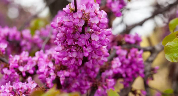 Yapraksız Dallarda Pembemsi Kırmızı Çiçekleri Olan Yemyeşil Cercis Ağacı — Stok fotoğraf