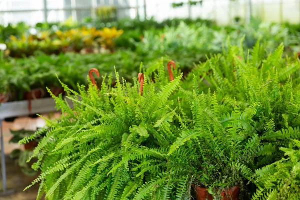 温室農場の植木鉢に成長する緑のネフロレピス植物 — ストック写真