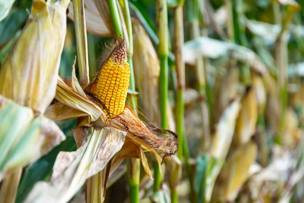 Ear of ripe corn growing on stalk in the field. Close-up image
