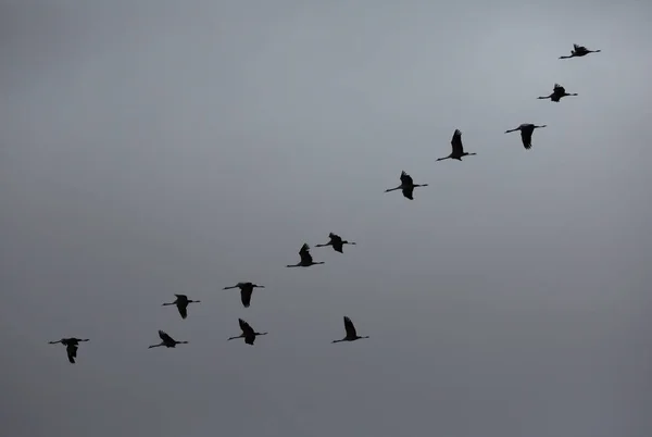 Vuelo Grúas Migratorias Cielo Nublado Foto Alta Calidad — Foto de Stock