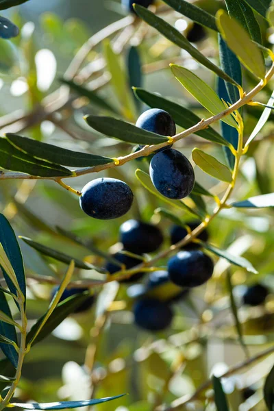 Schwarze Oliven Erntereif Olivenbaumgarten Auf Dem Bauernhof — Stockfoto