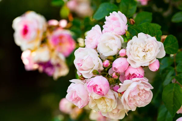 Rose Bush Pink Blossoming Sunny Day — Stock Photo, Image