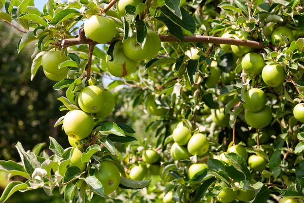 农场果园中长有成熟苹果的树木的风景画 — 图库照片