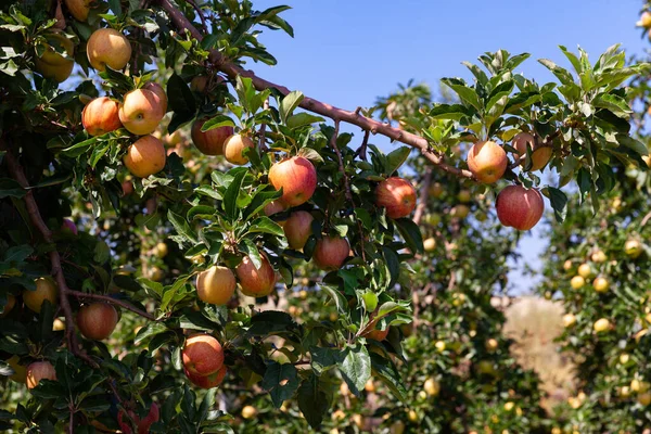 农场收获丰硕 夏天果树花园里新鲜成熟的苹果挂在树枝上 — 图库照片