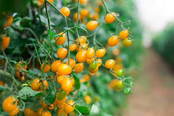 Gele Tomaten Groeien Takken Boerderij Kas Closeup — Stockfoto