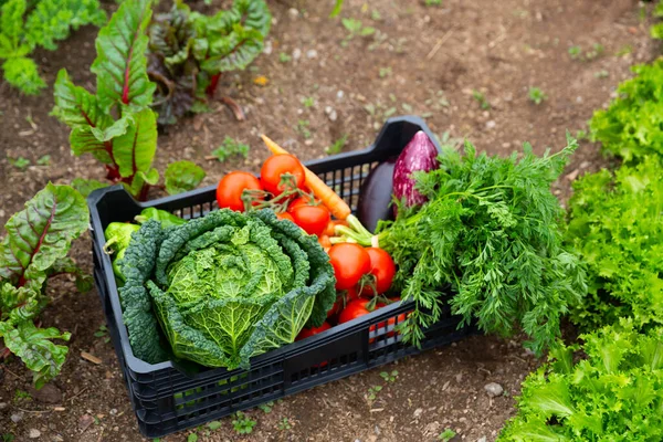 Plastic Box Vegetables Ground High Quality Photo — Stock Photo, Image