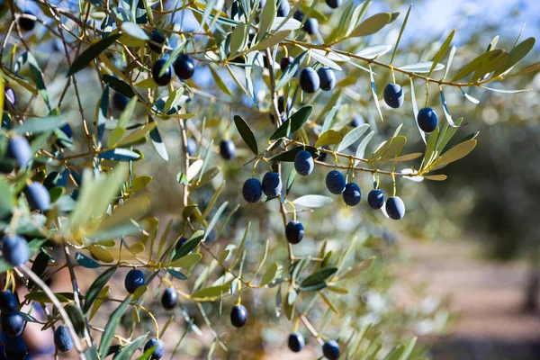 Black olives on tree on a sunny day. High quality photo