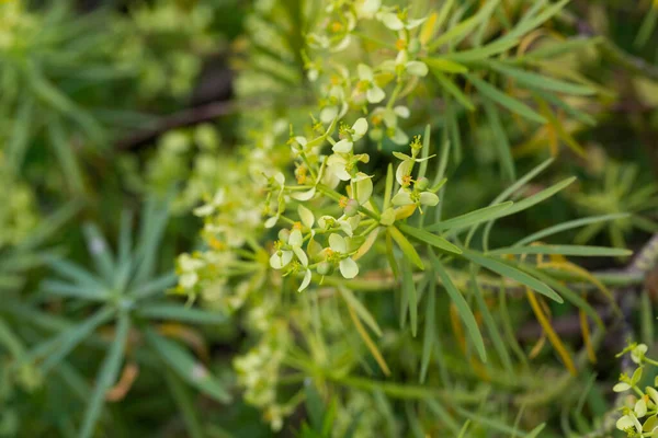 Floraison Tabaiba Morisca Soleil — Photo