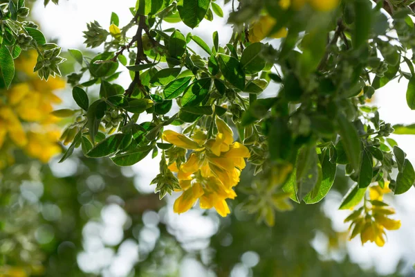 Крупним Планом Вид Жовтого Цвітіння Teline Osmariensis — стокове фото