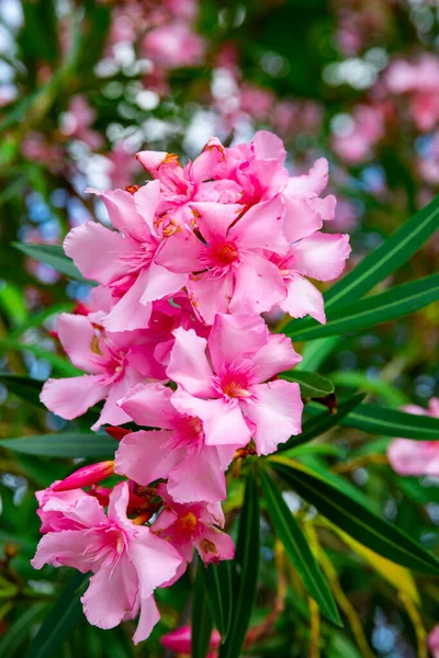 Closeup View Pink Nerium Flowers Blooming Bush — Stock Photo, Image