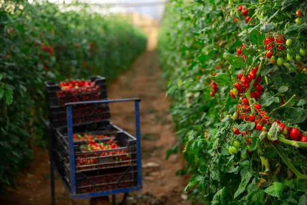 Tomates Rojos Maduros Cajas Sobre Carretilla Invernadero Granja —  Fotos de Stock