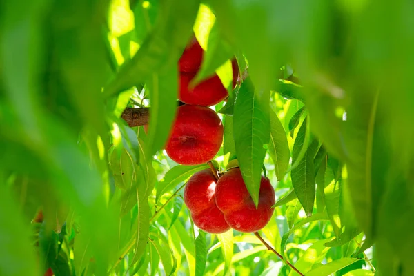Φρέσκα Ώριμα Ροδάκινα Κρόνος Κρέμονται Κλαδιά Δέντρων Στον Καλοκαιρινό Κήπο — Φωτογραφία Αρχείου