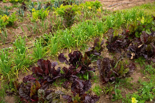 View of spring vegetable patch planted with cabbage, curly kale, beet, lettuce and other species..