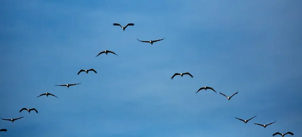Duże Stado Żurawi Lecących Błękitnym Wiosennym Niebie Czas Migracji Ptaków — Zdjęcie stockowe