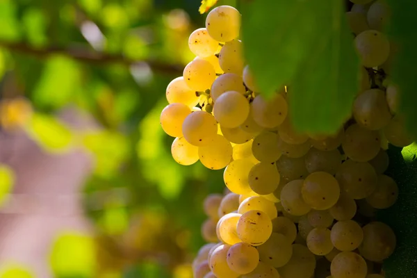Ripe White Grapes Branch Blurred Vineyard Background — Stock Photo, Image
