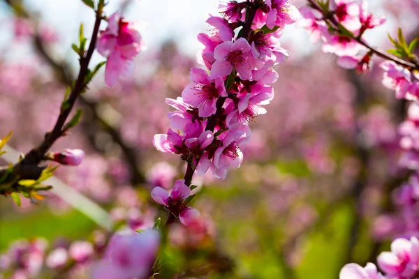 果樹園の桃の木の開花のビューを閉じる — ストック写真