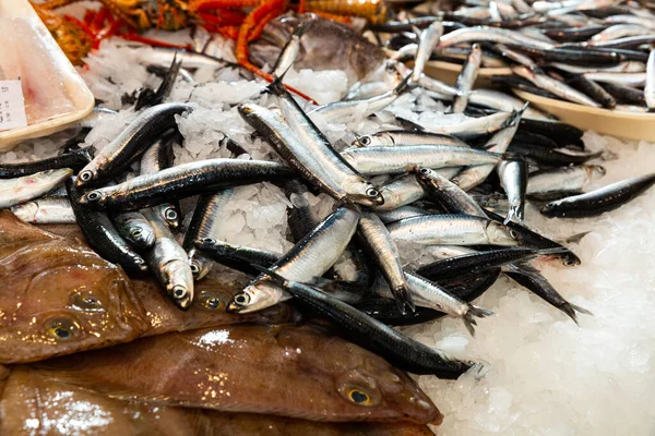 Pile Fresh Anchovies Fishes Laying Ice Market High Quality Photo — Stock Photo, Image