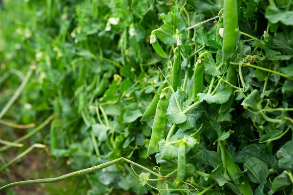 Pois Plantes Poussant Soigneusement Dans Jardin Photo Haute Qualité — Photo