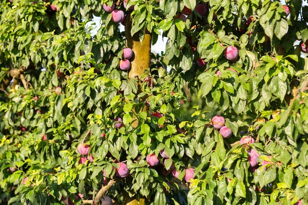 Prugne Viola Mature Appese Alle Branchie Nelle Piantagioni Frutta — Foto Stock