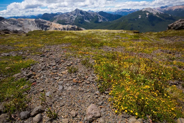 Paesaggio Pietroso Con Arbusti Fioriti Muschi Nelle Ande Argentina — Foto Stock