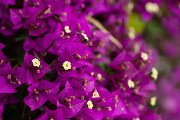 Beautiful Purple Summer Flower Bougainvillea Branches Closeup Garden — Stock Photo, Image