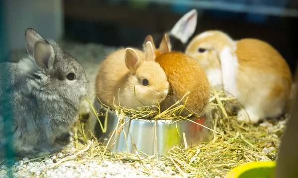 Pequeños Conejos Decorativos Heno Primer Plano Interior —  Fotos de Stock