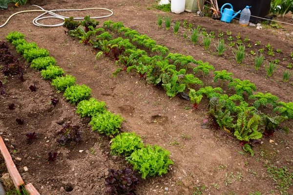 Rows Harvest Lettuce Garden Outdoor People —  Fotos de Stock