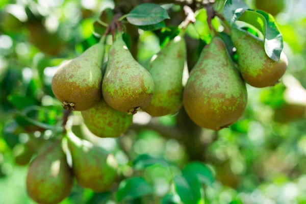 成熟多汁的梨子挂在树枝上的图像 特写图像 — 图库照片