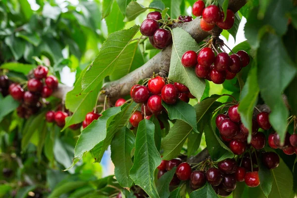 Primer Plano Las Ramas Verdes Cerezo Dulce Con Bayas Jugosas —  Fotos de Stock