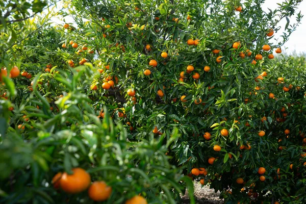 Mandarinas Maduras Árboles Plantaciones Frutales — Foto de Stock
