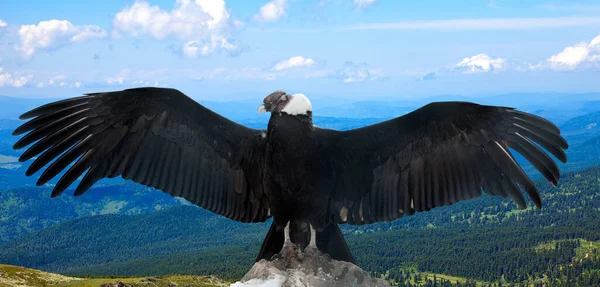 Condor Andino Vultur Gryphus Área Selvagem — Fotografia de Stock